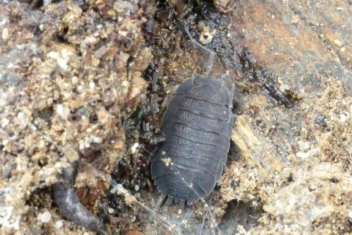 Porcellio scaber